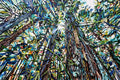 Quadro Catedrais da Natureza