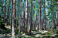 Quadro Catedrais da Natureza
